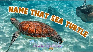 Ep 7: Name That Sea Turtle! | Mermaid Elle - Saving the Seas