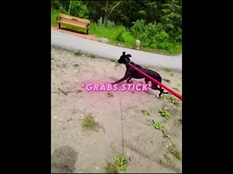Dog Walker Chased by Coyote😬🥀