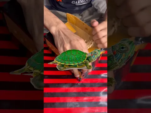 Turtles 🐢 leliye #turtule #redearedsliderturtle #aquarium #petsvlog #petfish #petturtle #mollyfish