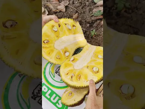 Very fresh and sweet jackfruit - For fruit lovers