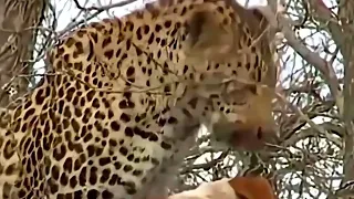 Невероятный случай