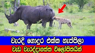 වැරදි ගොදුර එක්ක හැප්පිලා වැඩ වරද්දාගත්ත විලෝපිතයින්.