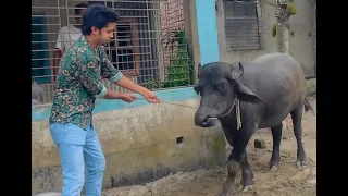 ঈদের আগের দিন মহিস যখন দড়ি ছিরে পালায় Farhan Jibon Blog