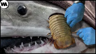 This Is What All the Sharks Are Afraid of