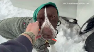 Snowcat rescue saves stranded camper and dog after heavy snow traps them in Holcomb Valley