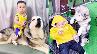 狗子：為了這個家，狗子付出了太多！ 【梁彬家的汪星人】