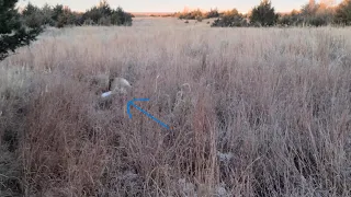 Caza De venado real, sin espiaderos o comederos