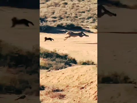 GUEPARDO Cazó A Su PRESA a una GRAN VELOCIDAD 😱