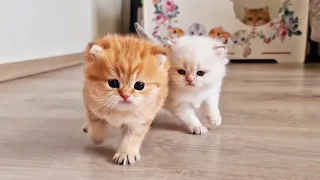 British Shorthair Kitten Development & Early Socialization | Relaxing Cat Vlog