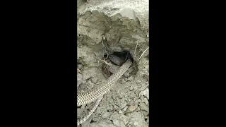 বাড়ির উঠানে গর্ত করে সাপ বের করলাম।