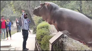 Brave Security Guard Pushed Hippo back into Water to Save Zoo Visitors!!!