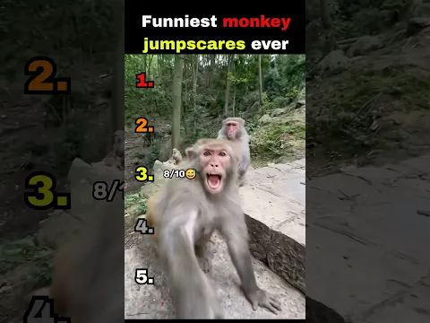 Funniest monkey jumpscares ever #funny #ranking #monkey #laugh
