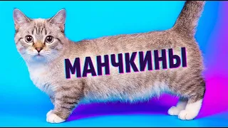 История самой необычной породы кошек