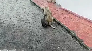 She Doesn't Have Any Strength Left & Still Tries to Protect The Puppy from The Teasing of Passersby