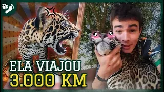Salvamos um filhote de onça da Amazônia (2.900 km)