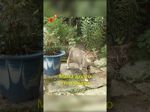 🐈‍Слепой Котенок Хочет Увидеть Маму🐾 #shorts