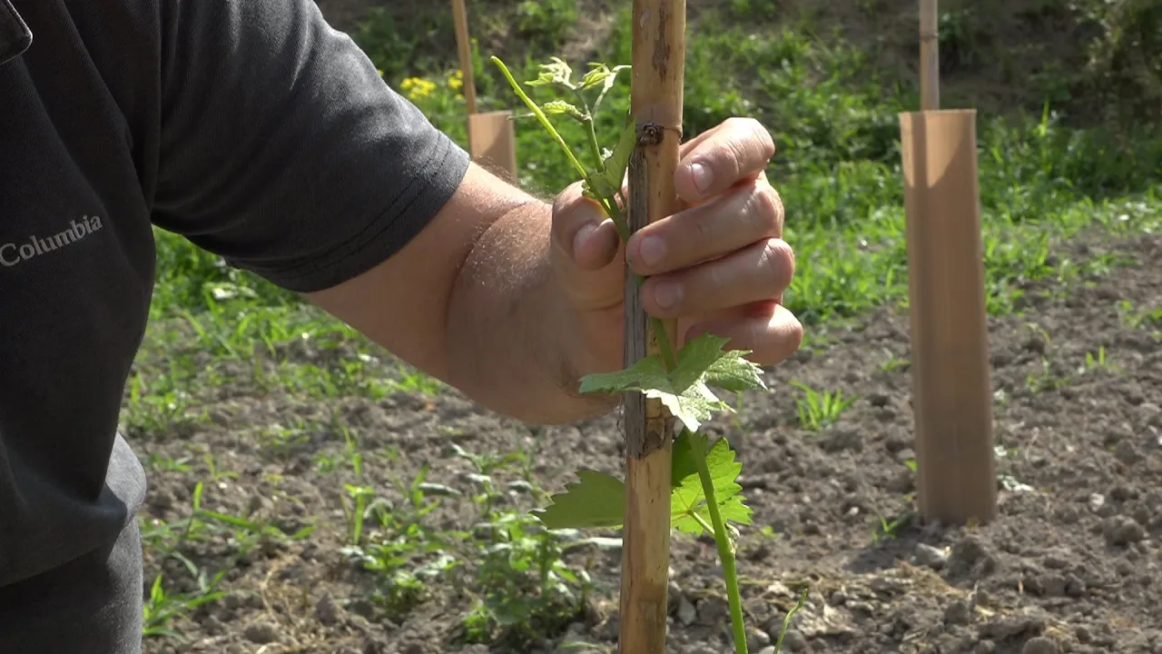 El torellonenc Eugeni Ordeig planta en dues finques d’Orís algunes varietats de vinya ancestral