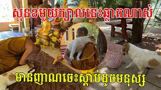 សុនខមួយក្បាលនេះឆ្លាតណាស់ មានញាណចេះស្តាប់ដូចមនុស្ស ហើយថែមទាំងមានអត្តចរិតខុសពីសុនខដ៏ទៃ