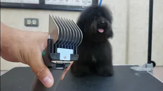Peluqueria Canina corte con peineta Andis tutorial