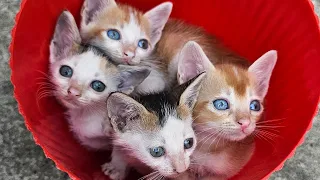 Little kittens exploring nature #cat #kitten #meow #catlove