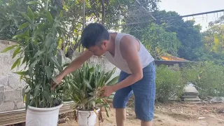TRẢI NGHIỆM CẮT TẢI CÂY CẢNH TRONG SÂN VƯỜN