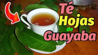 Té de Hojas de Guayaba: Cómo Prepararlo y Para Qué Sirve