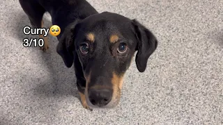 Let’s see what dogs know how to sit at dog daycare today! (Extended version)