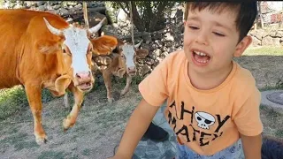 Bahçemizde inek var Cafer Abdullah ve Arkadaşları ineği uzaklaştırdı