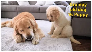 Grumpy old Golden Retriever Vs Puppy | Oshies World