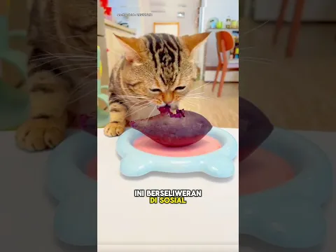 Kucing Gembul Nakal Suka Minta Makanan Majikannya🐱😊