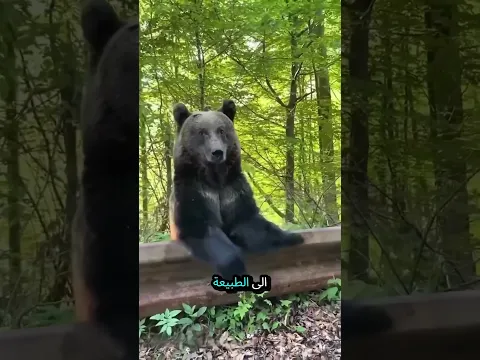 🐻🚗 كيف رد الدب الجميل بعد الحادث؟