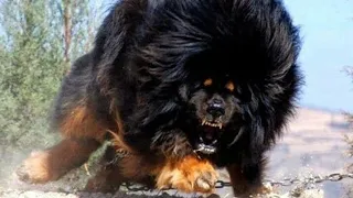10 RAÇAS DE CÃES MAS PERIGOSAS DO PLANETA TERRA!!