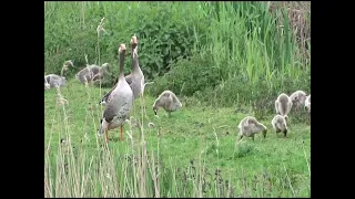 geese and their young الأوز وصغارها