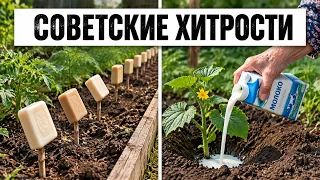 30 ЗАБЫТЫХ СОВЕТСКИХ ХИТРОСТЕЙ В ОГОРОДЕ, О КОТОРЫХ МОЛЧАЛИ УЧЕБНИКИ