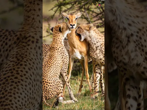 لن تصدق ما قصة هذه الصوره سبحان الله معجزة !