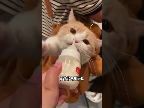 算了,和你们不养猫的人说不清楚! #小奶猫的成长日记 #万物可爱计划 #猫咪