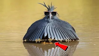 5 อันดับ สัตว์ที่มีวิธีการล่าเหยื่อแบบแปลกๆ  (Animals That Use Bizarre Methods To Their Prey)