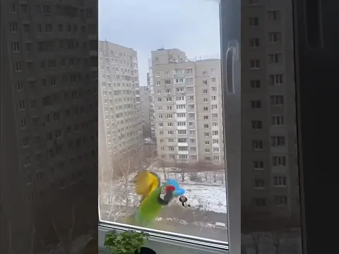 Спасение Попугая от Чайки! 😱