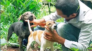 Out, breeding dogs, first,