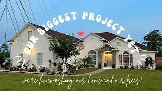 We're limewashing our brick home and our trees!