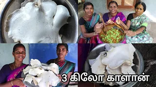 3 கிலோ எடைகொண்ட மிகப்பெரிய காட்டு காளான் கிரேவி / ஆட்டுக்கறி சுவையில் அப்படியே சாப்பிடலாம்