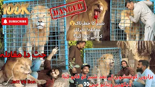 Lion Finally Captured! 🦁 The Dangerous Moment You Must See! 😱