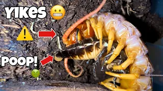 Feeding a INSANELY VENOMOUS CENTIPEDE!! 😬😭 (⚠️PRAY FOR ME⚠️)