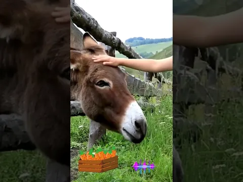 Learn Farm Animals for Children | Donkey | Hee-Haw