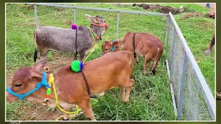 Miniature cattles below 2 feet height | Nadipathy Goshala | #minivlog #miniature #trending #cute #yt