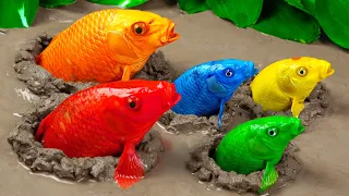 Stop Motion ASMR - Catfish Hunting Colorful Koi Fish | Original Cooking Satisfaction Experiment
