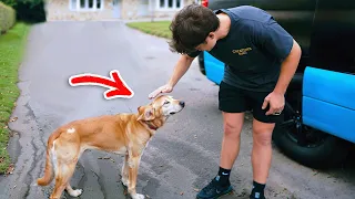 Saving A Poorly Treated Dog...