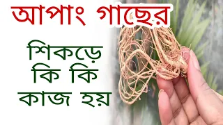 আপাং গাছের শিকড়ে কি কি কাজ হয়। আপাং গাছের মূলের কার্যকারিতা।