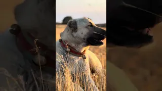 Kurt Kangal Kıyasına Efsane ÇobanSon Noktayı Koydu!