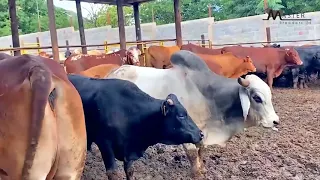 DAILY ROUTINES ON FARM